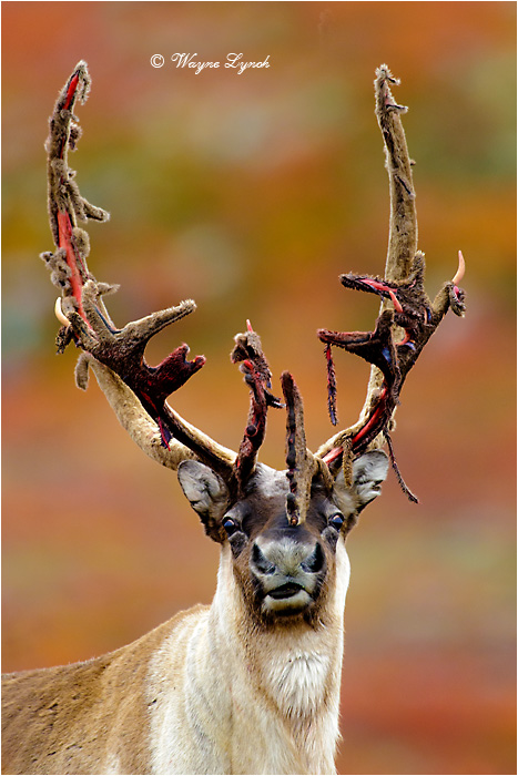 Caribou Bull Shedding Antler Velvet 120 by Dr. Wayne Lynch &copy;